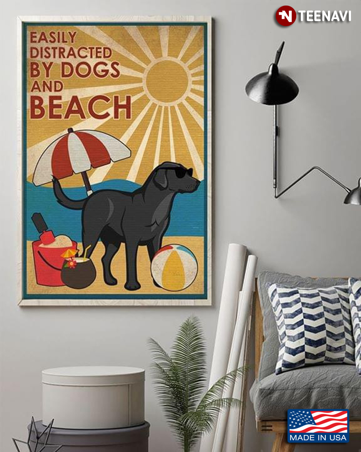 Black Labrador Retriever Easily Distracted By Dogs And Beach