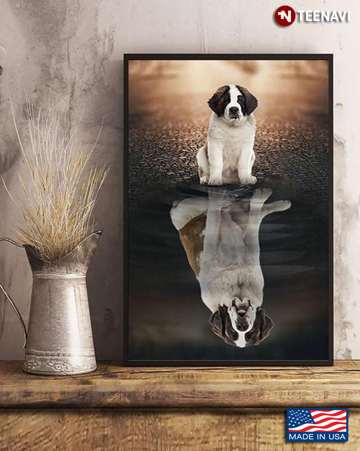 Saint Bernard Dog Water Reflection