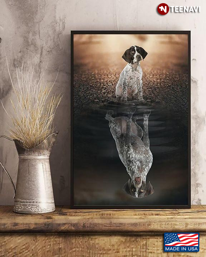 German Shorthaired Pointer Dog Water Reflection