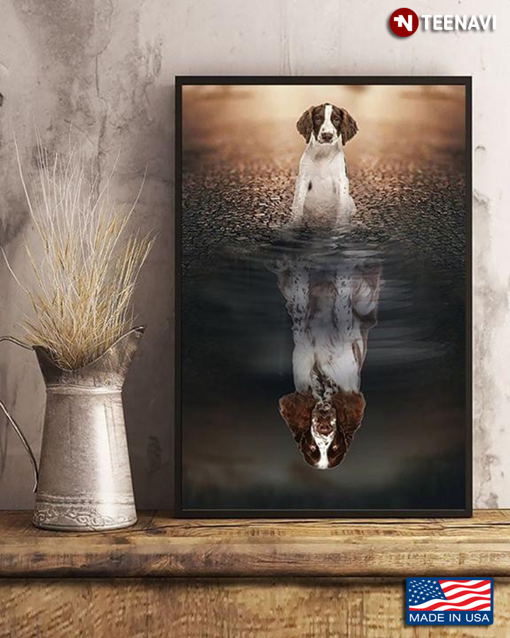 English Springer Spaniel Dog Water Reflection