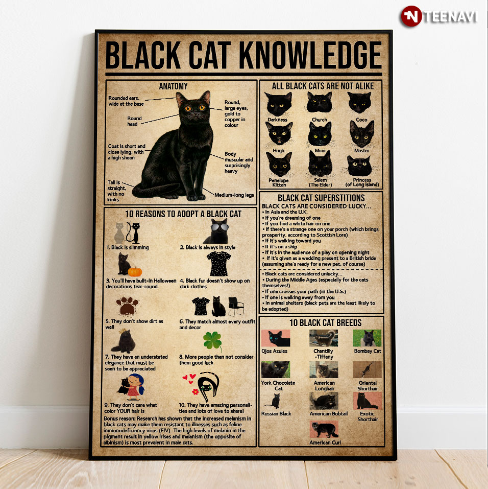 Vintage Black Cat Knowledge