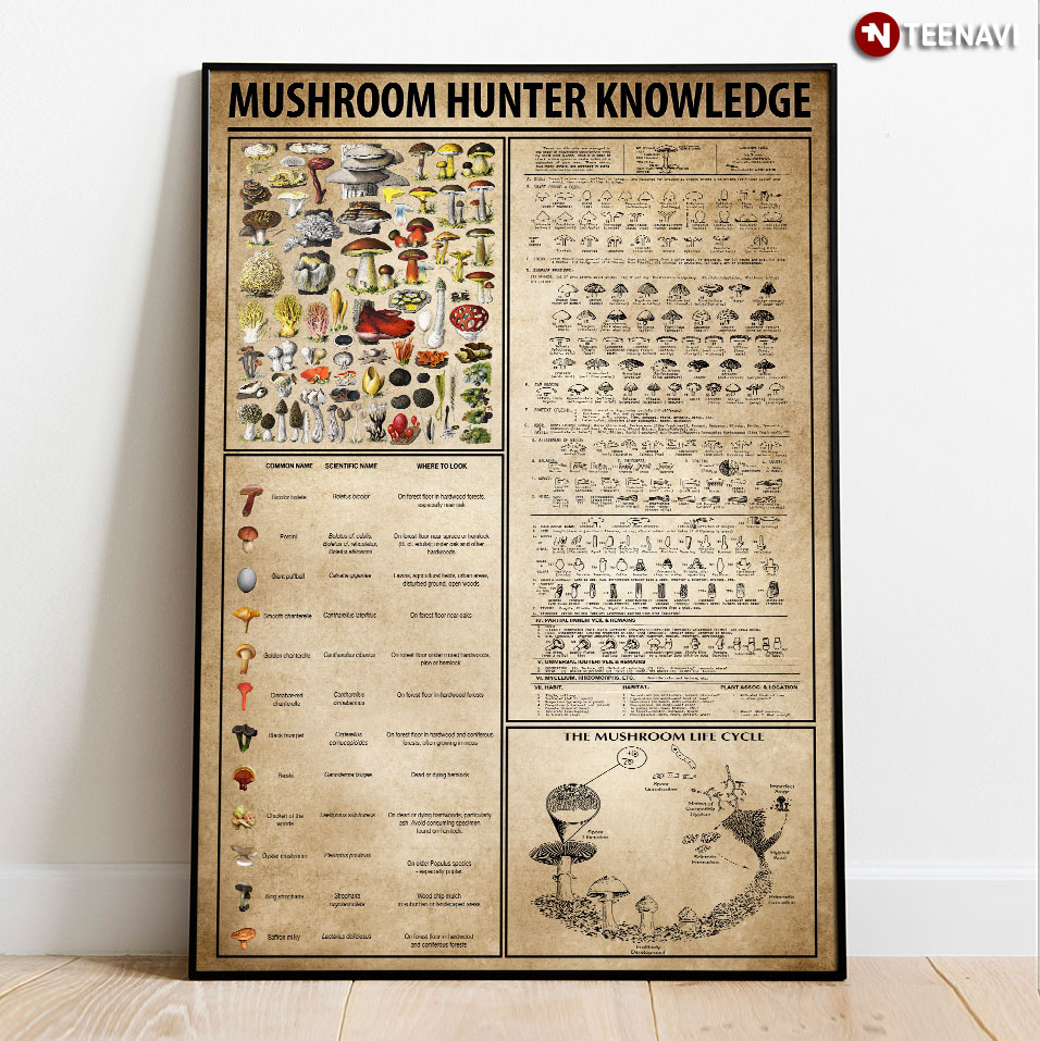 Mushroom Hunter Knowledge The Mushroom Life Cycle