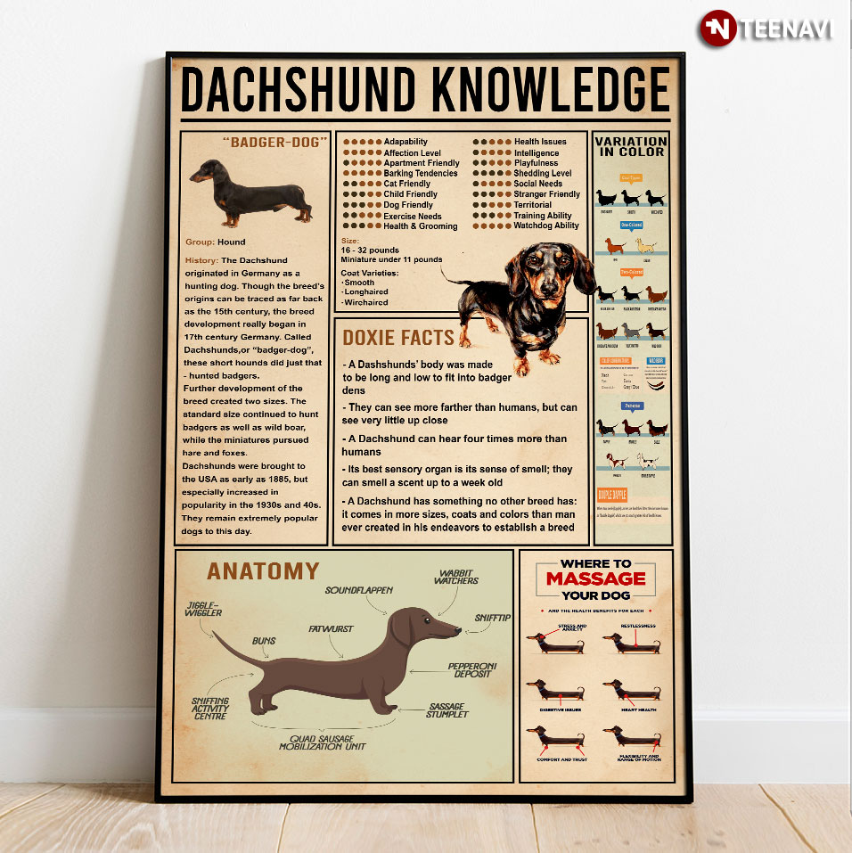 Dachshund Knowledge Badgerdog Doxie Facts Anatomy Where To Massage Your Dog