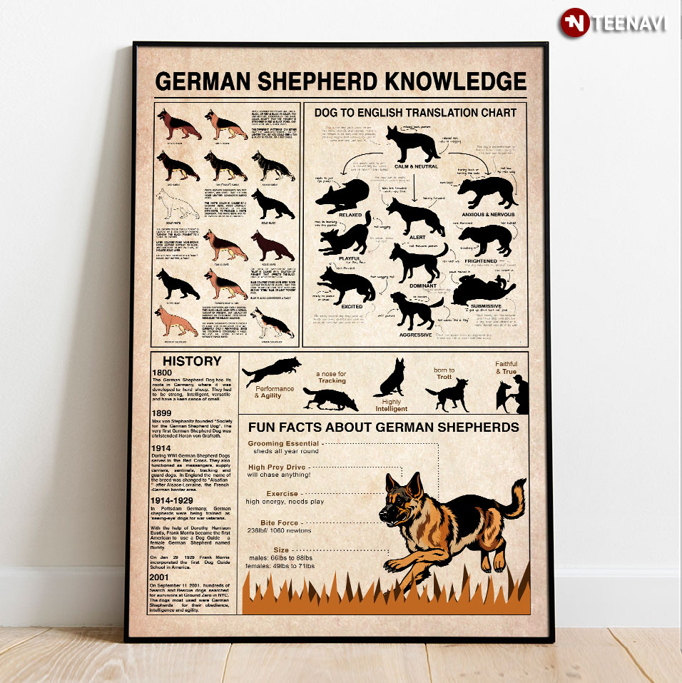 German Shepherd Knowledge Dog To English Translation Chart History Fun Facts About German Shepherds
