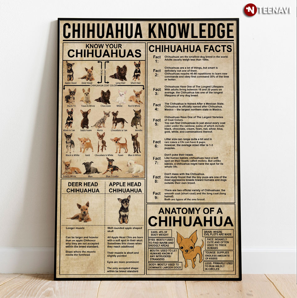 Chihuahua Knowledge