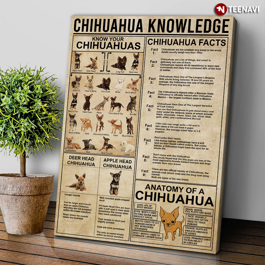 Chihuahua Knowledge