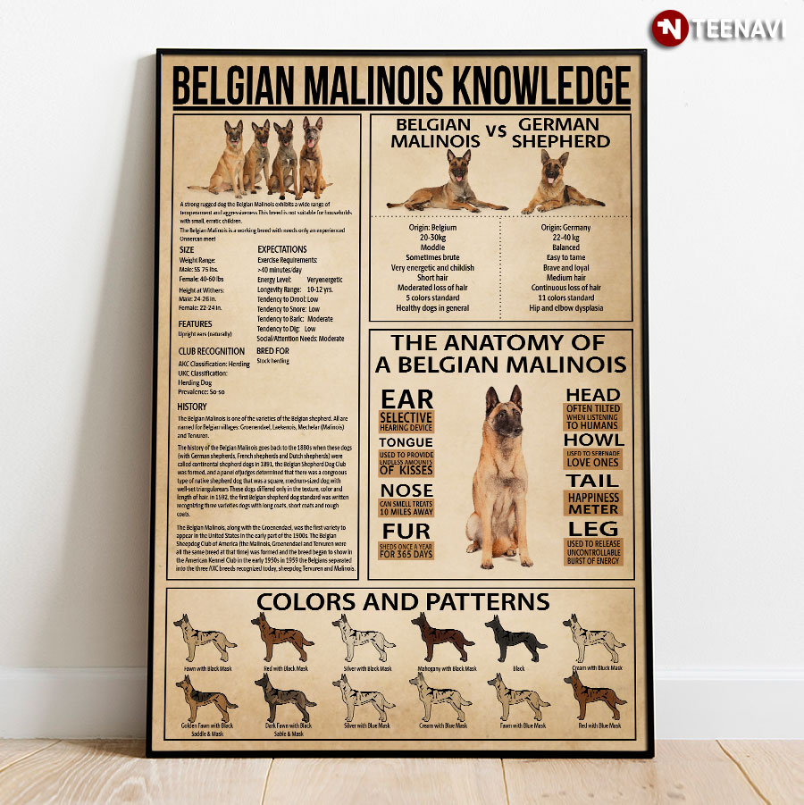 Belgian Malinois Knowledge Poster