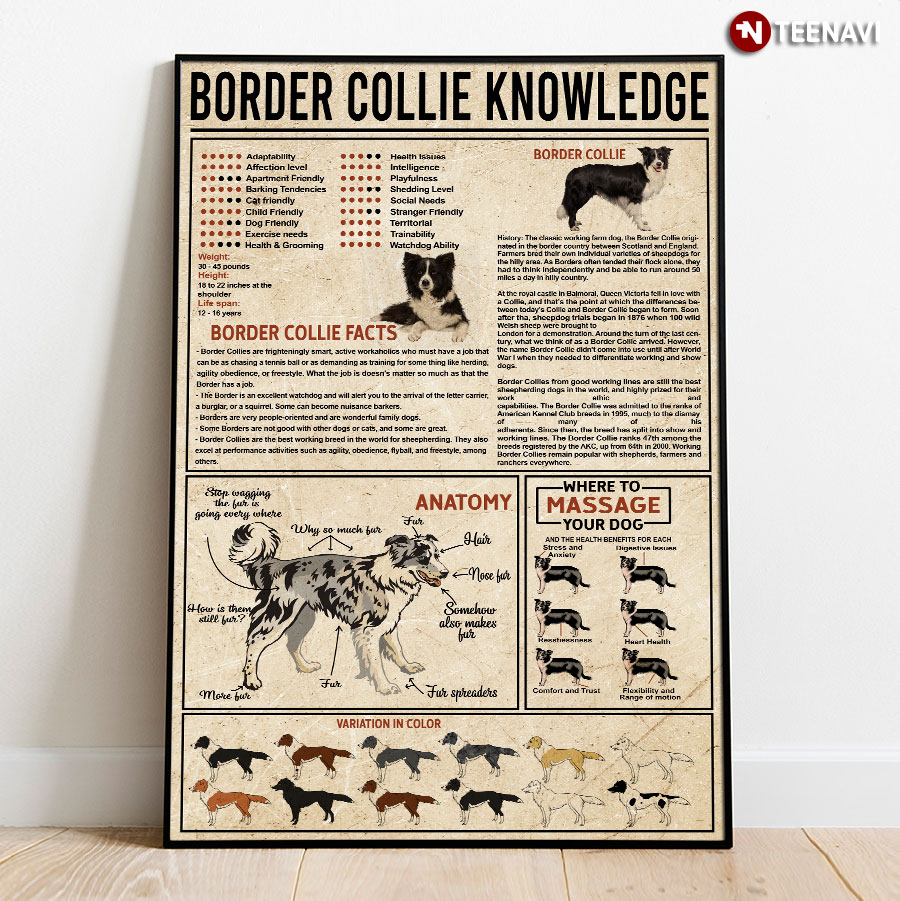 Border Collie Knowledge Poster