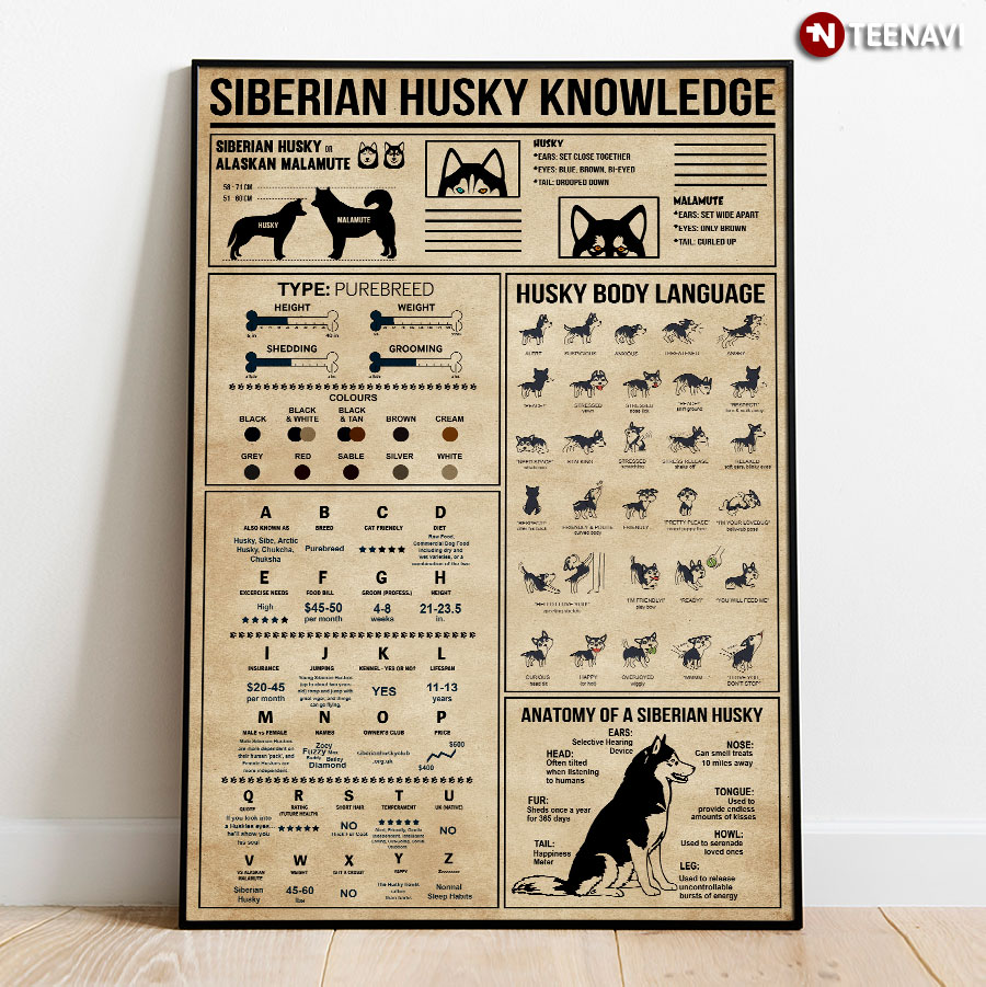 Siberian Husky Knowledge Poster