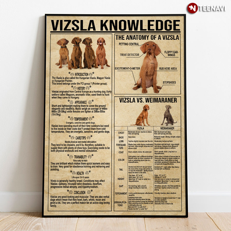 Vizsla Knowledge Poster