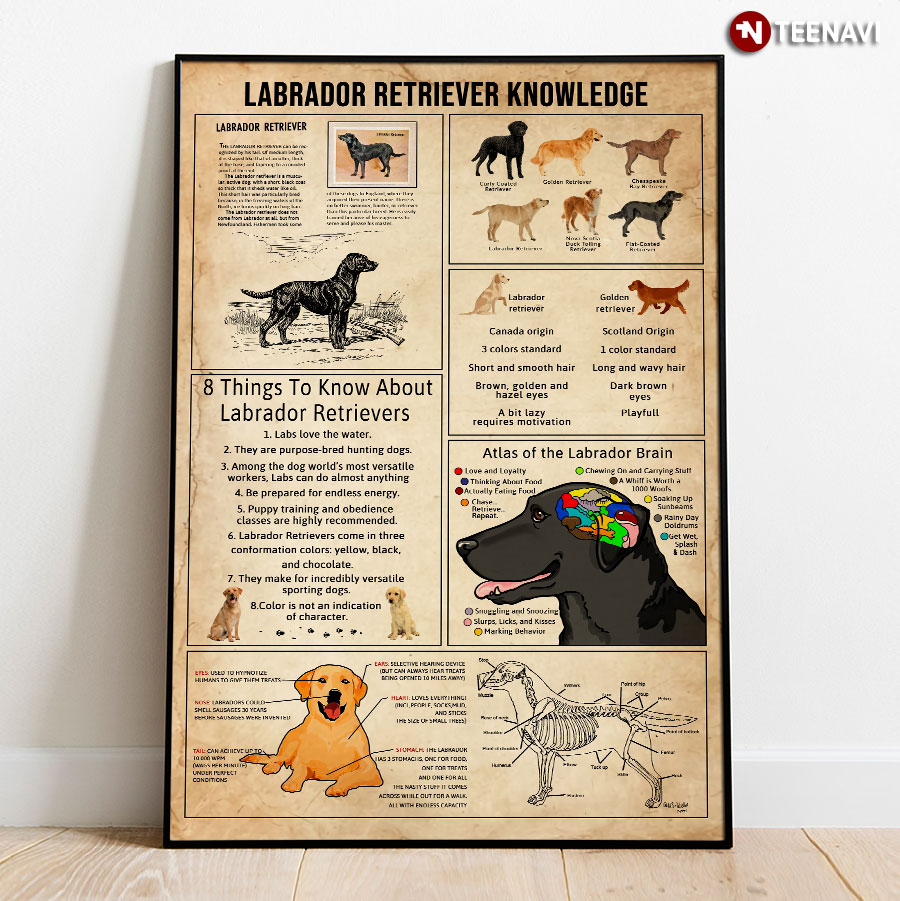 Labrador Retriever Knowledge Poster
