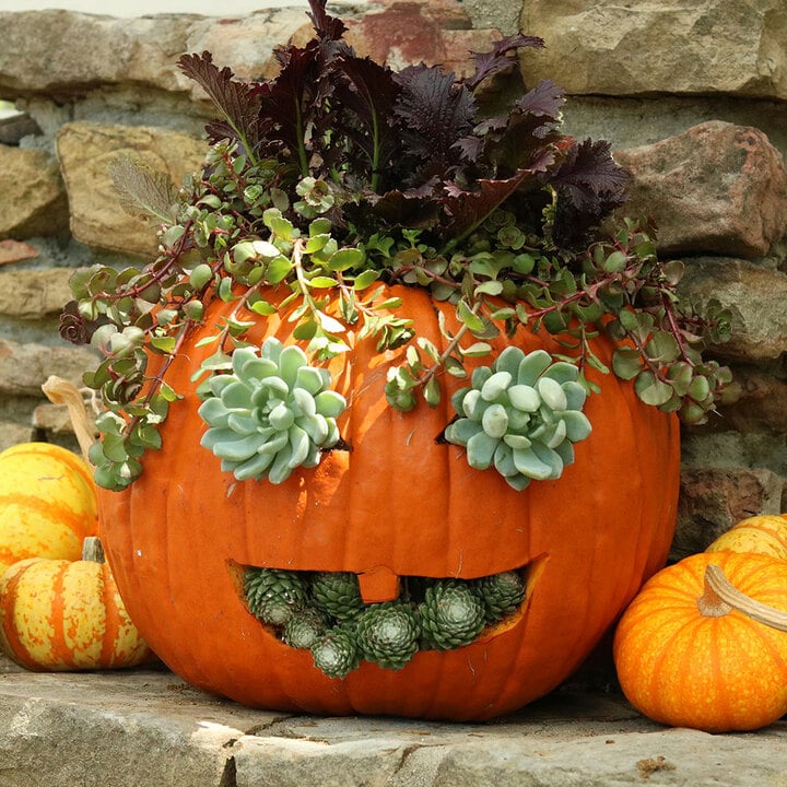 ideas to carve on a Pumpkin