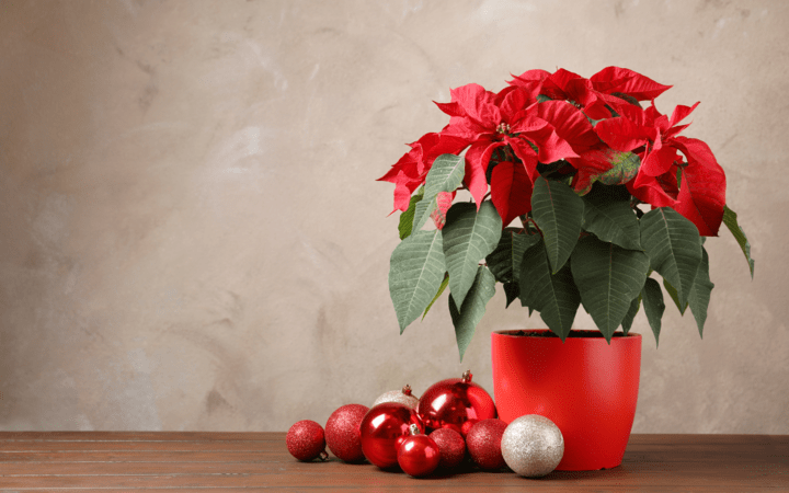 ideas to decorate kitchen for Christmas