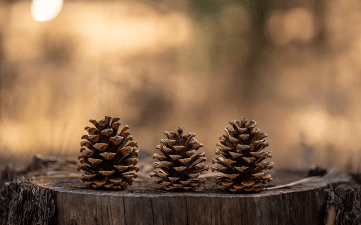 how do i make cinnamon pine cones