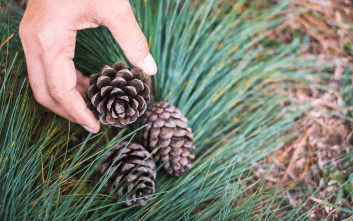 how to make pine cones cinnamon scented