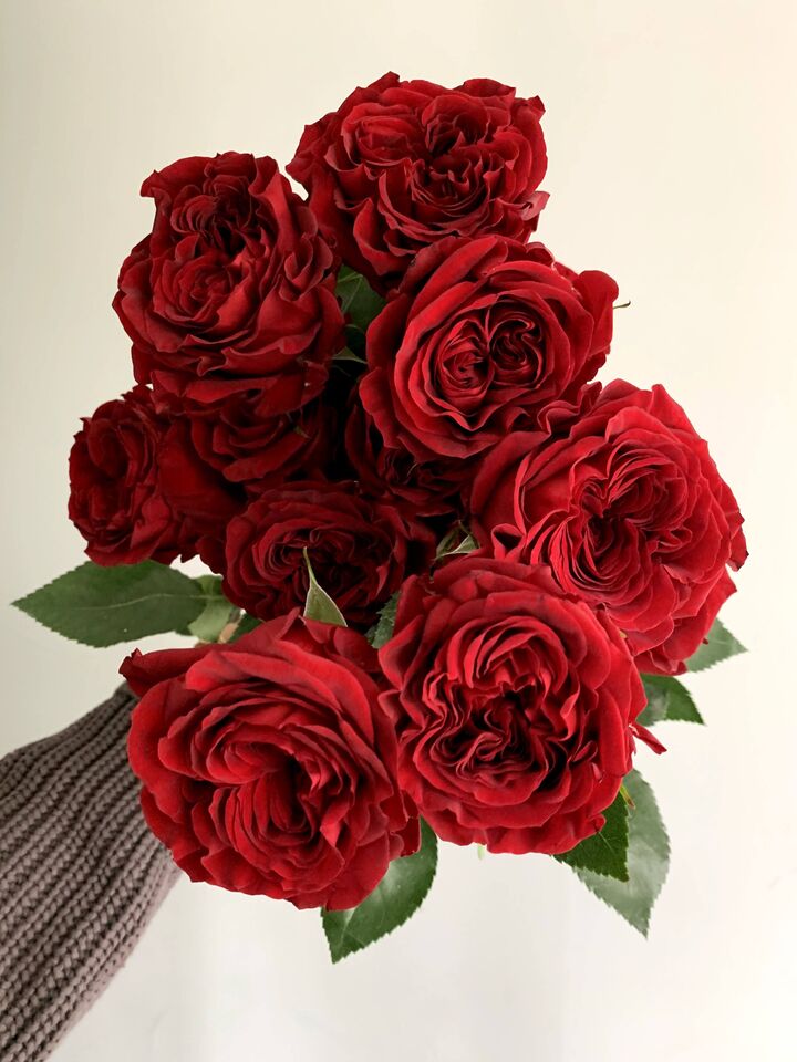 best color roses for Valentines's day